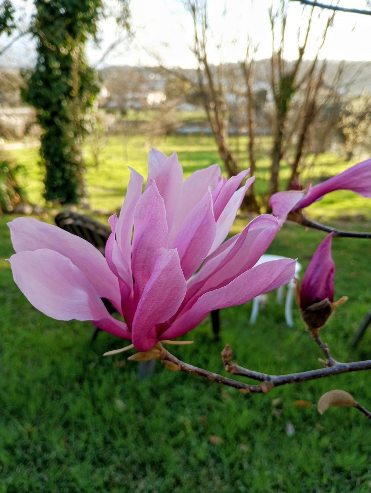 Magnolias Cottage Lousa  Luaran gambar